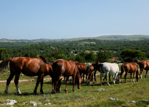 Fotografija 13 - Foto safari članova Foto kluba Šibenik: Objektivom zabilježili fascinantni svijet divljih konja iznad Livna