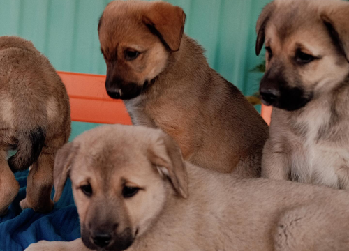 Fotografija 5 -  Splitska Zaklada Bestie i djelatnici NP Krka spasili štence kod Roškog slapa