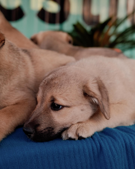 Splitska Zaklada Bestie i djelatnici NP Krka spasili štence kod Roškog slapa