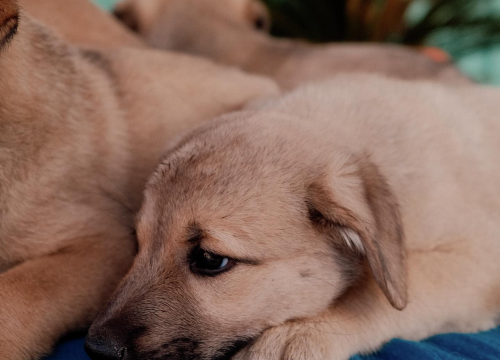 Fotografija 2 -  Splitska Zaklada Bestie i djelatnici NP Krka spasili štence kod Roškog slapa