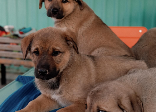 Fotografija 3 -  Splitska Zaklada Bestie i djelatnici NP Krka spasili štence kod Roškog slapa