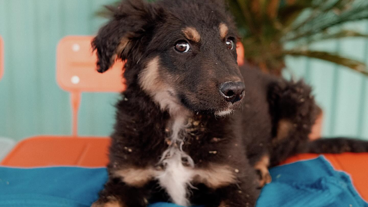 Dirljiva akcija spašavanja kod Drniša: Splitska Zaklada Bestie i djelatnici NP Krka spasili štence kod Roškog slapa