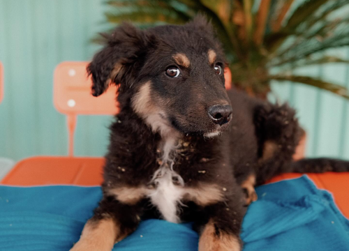 Fotografija 1 -  Splitska Zaklada Bestie i djelatnici NP Krka spasili štence kod Roškog slapa