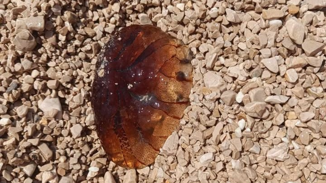 More na Rezalištu 'izbacilo' kompas meduzu. Divite joj se, ali izdaleka