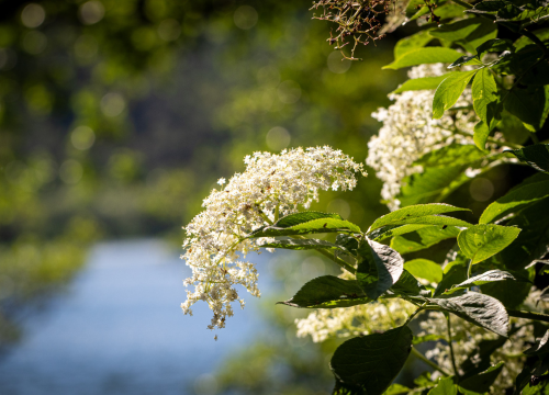 Fotografija 5 - FOTO Ogrlice sred kanjona rijeke Krke