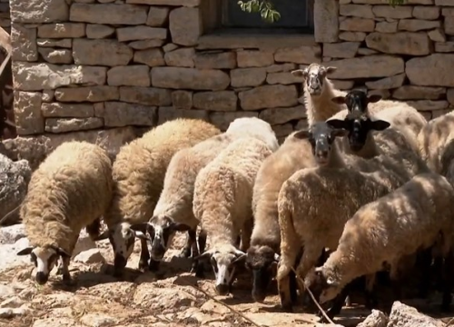 Vukovi u Kistanjama ubijaju ovce i napadaju ljude: 'Zaklao je janje na bijednih 20 metara od mene'