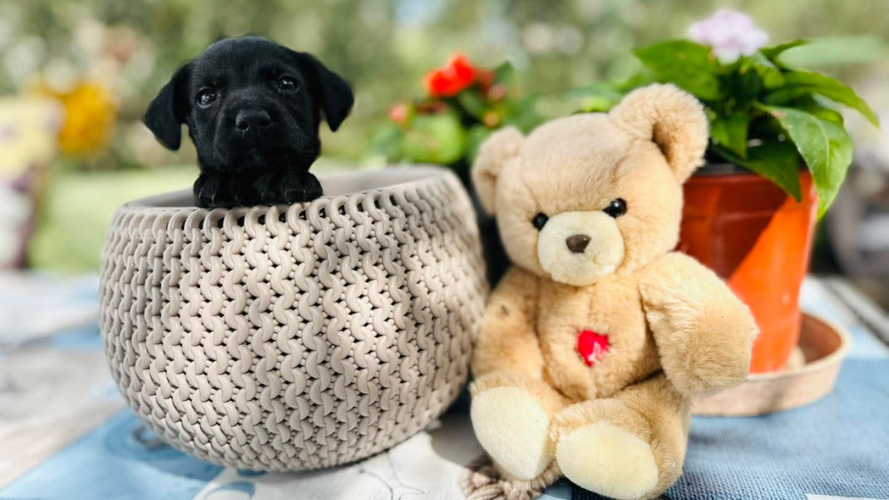 Pomozimo prekrasnoj Luni iz Šibenskih šapa da pronađe dom koji zaslužuje