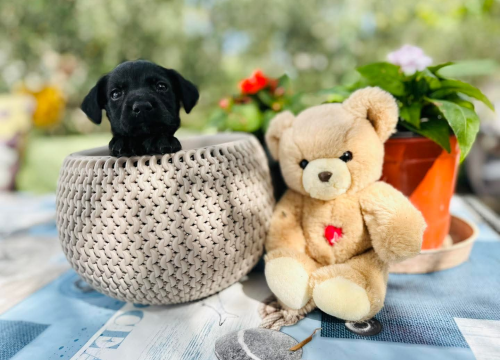 Pomozimo prekrasnoj Luni iz Šibenskih šapa da pronađe dom koji zaslužuje