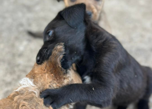 Fotografija 3 - Pomozimo prekrasnoj Luni iz Šibenskih da pronađe dom koji zaslužuje
