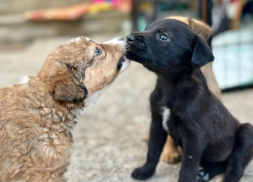 Fotografija 2 - Pomozimo prekrasnoj Luni iz Šibenskih da pronađe dom koji zaslužuje