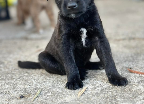 Fotografija 1 - Pomozimo prekrasnoj Luni iz Šibenskih da pronađe dom koji zaslužuje
