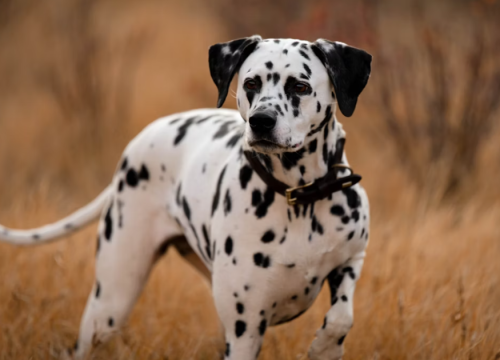 U Šibeniku se otvara Kuća dalmatinskog psa: Od mini kina i sadržaja za djecu do druženja s pjegavcima Dalmom i Tinom