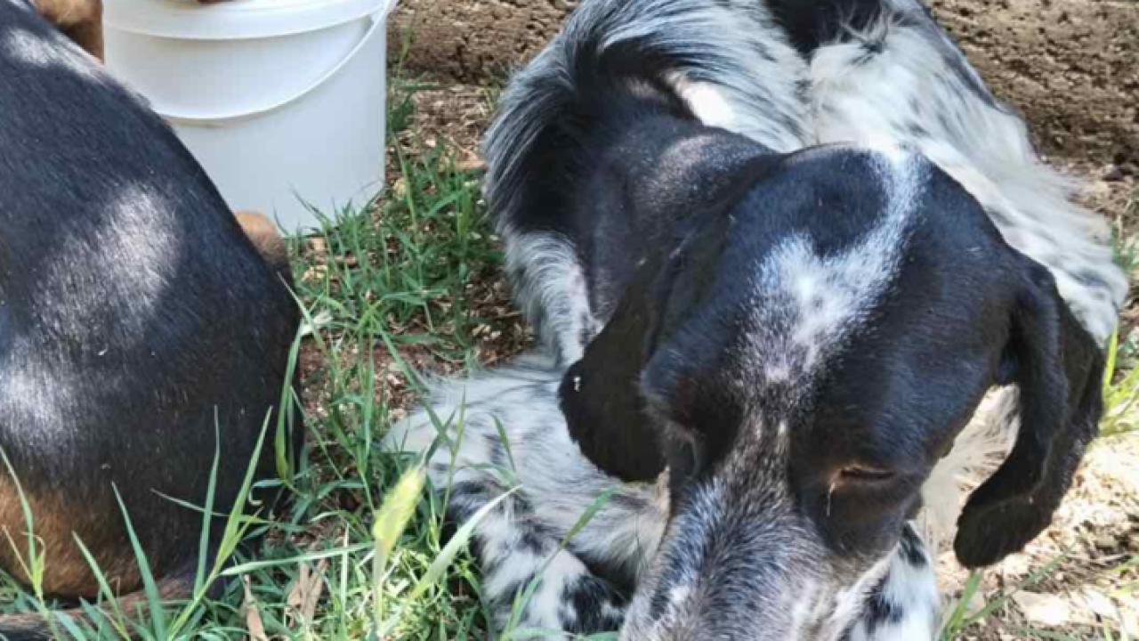 Na izmaku snage dovela je svoje štene do ljudi, borila se, ali nije izdržala: 'Štene ima šansu, ali treba nam vaša pomoć'
