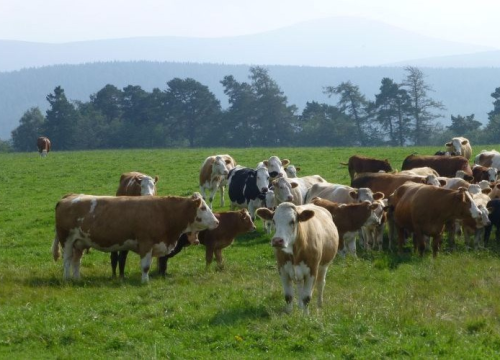 U susjedstvu se pojavila bolest kvrgave kože