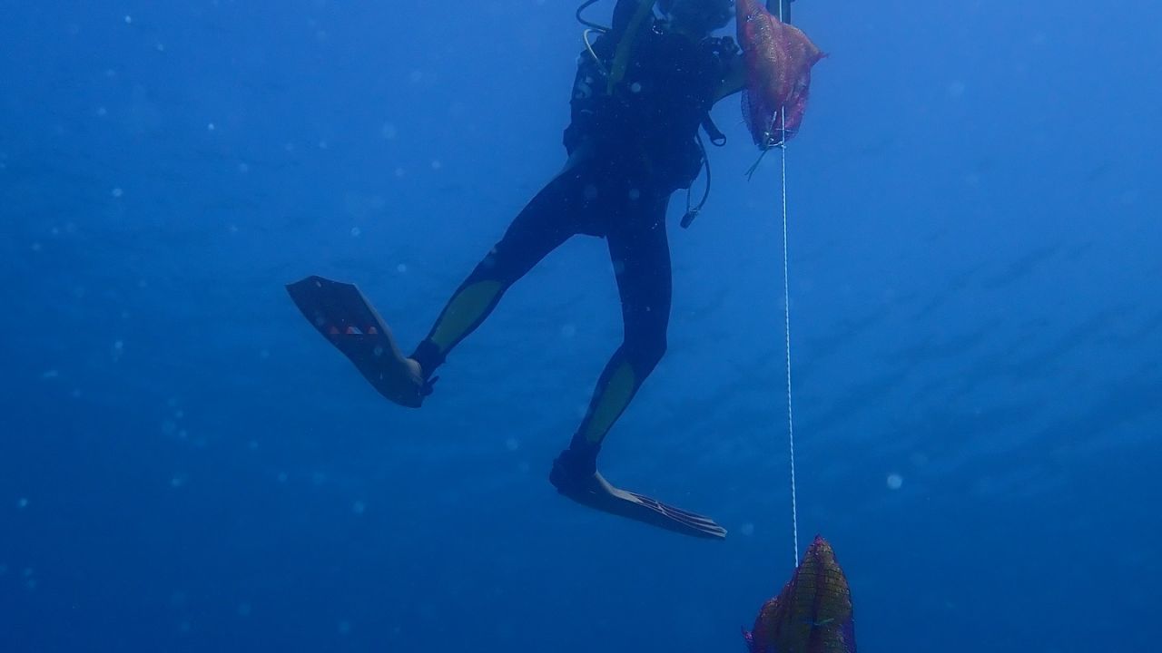 U NP Kornati postavljeni kolektori za prikupljanje mlađi Plemenite periske