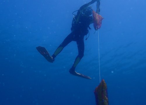 Fotografija 1 - U NP Kornati postavljeni kolektori za prikupljanje mlađi periske