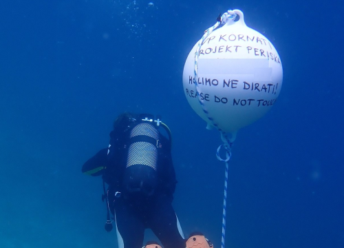 U NP Kornati postavljeni kolektori za prikupljanje mlađi Plemenite periske