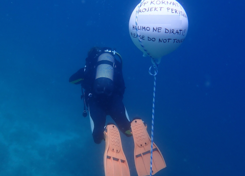 Fotografija 4 - U NP Kornati postavljeni kolektori za prikupljanje mlađi periske