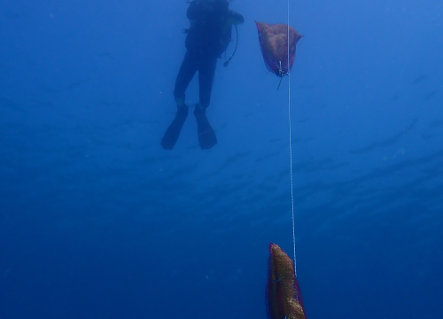 Fotografija 7 - U NP Kornati postavljeni kolektori za prikupljanje mlađi periske