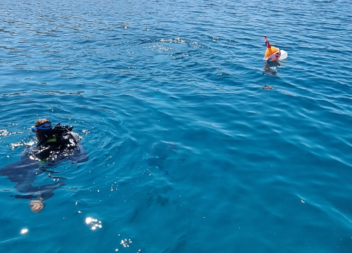 Fotografija 6 - U NP Kornati postavljeni kolektori za prikupljanje mlađi periske