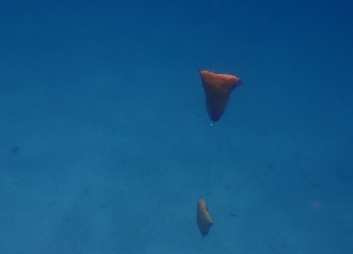 Fotografija 5 - U NP Kornati postavljeni kolektori za prikupljanje mlađi periske