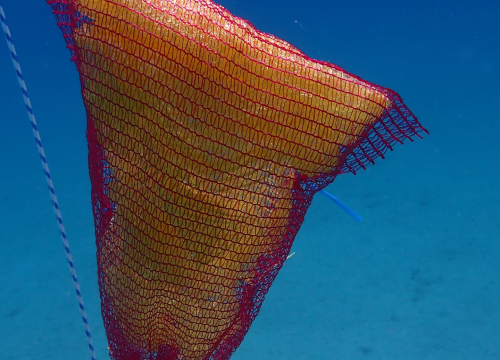 Fotografija 3 - U NP Kornati postavljeni kolektori za prikupljanje mlađi periske