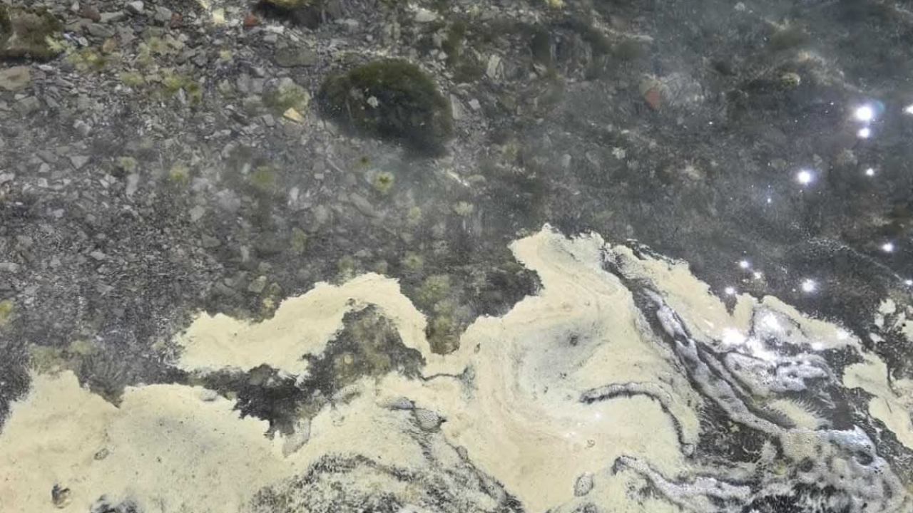 Zagađuje li pelud šibenski kanal: Znanstvenici s Martinske istražuju žuto more