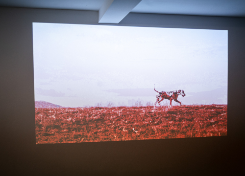 Fotografija 2 - Otvorena Kuća dalmatinskog psa