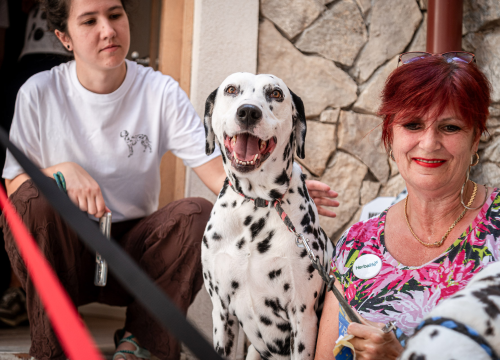 Fotografija 1 - Otvorena Kuća dalmatinskog psa