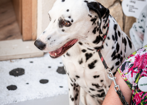 Fotografija 3 - Otvorena Kuća dalmatinskog psa