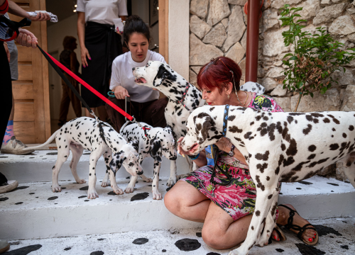 U Šibeniku otvorena Kuća dalmatinskog psa: 'Cilj nam je da ljudi odavde izađu sretniji'