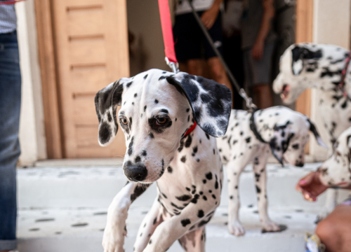 Fotografija 25 - Otvorena Kuća dalmatinskog psa