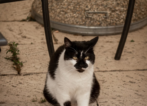 Fotografija 2 - Kalelarga - Srce Šibenika koje pamti priče generacija