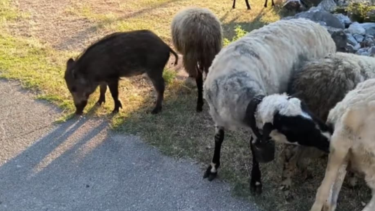 Nevjerojatna priča iz šibenskog zaleđa: Divlja svinja postala čuvar ovaca i ljubimac sela