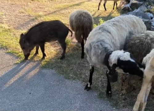 Nevjerojatna priča iz šibenskog zaleđa: Divlja svinja postala čuvar ovaca i ljubimac sela