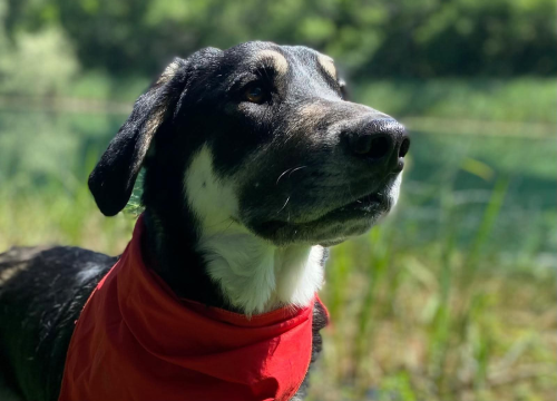 Fotografija 5 - Apel iz Šibenskih šapa: Zorro – pas čije srce još uvijek čeka svoj dom