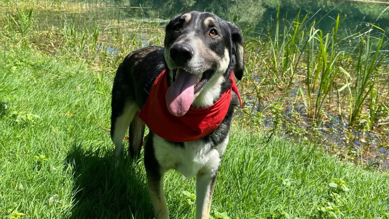 Apel iz Šibenskih šapa: Zorro – pas čije srce još uvijek čeka svoj dom