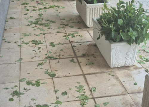 Iz drniške škole upozorili roditelje da posvete pažnju što djeca rade: 'Čupaju hortenzije, a za ovo su odgovorni oni koji ih čuvaju'