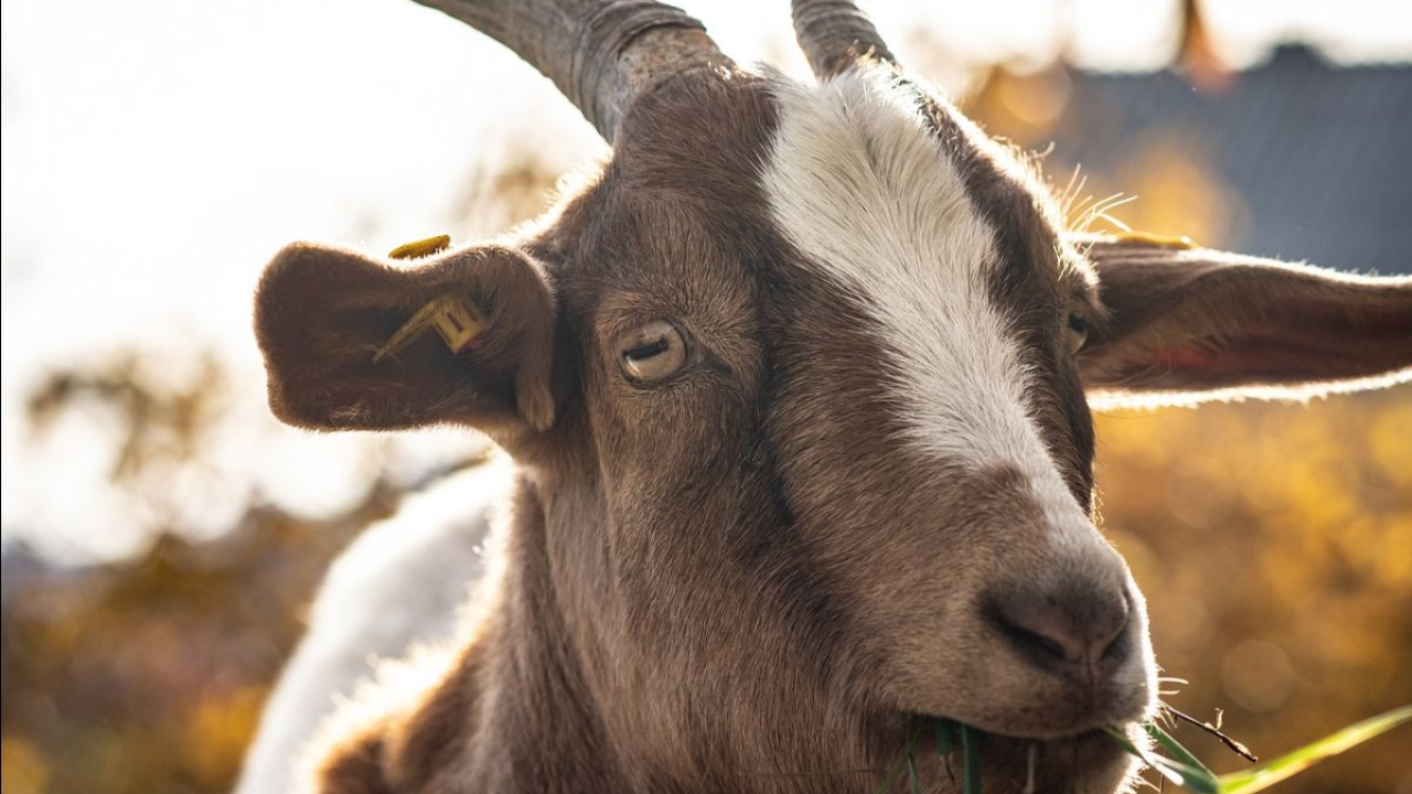U okolici Knina životinjama prijeti smrt od žeđi – Prijatelji životinja podnijeli prijavu protiv Grada Knina