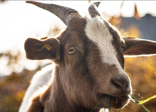 U okolici Knina životinjama prijeti smrt od žeđi – Prijatelji životinja podnijeli prijavu protiv Grada Knina