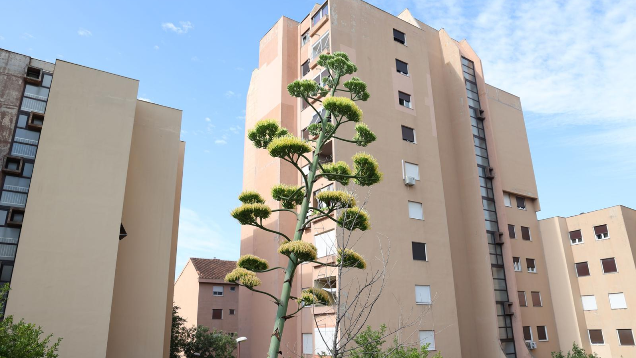 Biljka koja cvate samo jednom: Agava na Vidicima procvjetala nakon nekoliko desetljeća