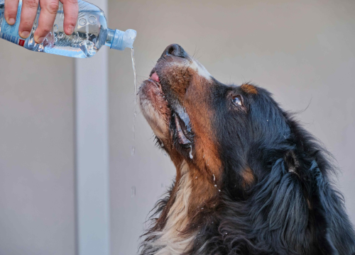 Fotografija 2 - FOTO: Pasja vrućina, zatvoreni prozori i vlaga – znate li kako spriječiti plijesan?
