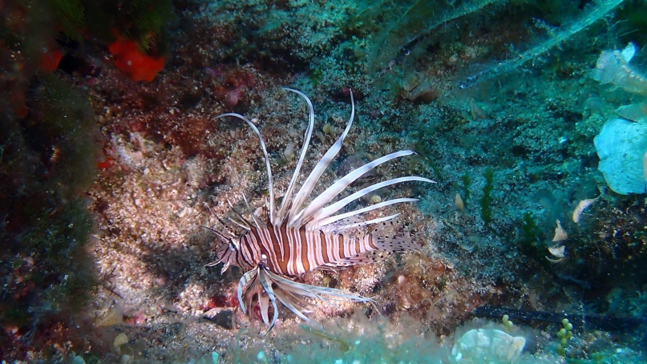 Invazivna vatrenjača prvi put uočena u NP Kornati: 'Pripazite na njene velike i otrovne bodlje'