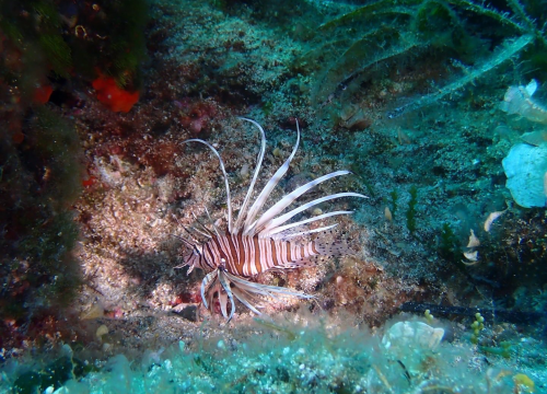 Invazivna vatrenjača prvi put uočena u NP Kornati: 'Pripazite na njene velike i otrovne bodlje'