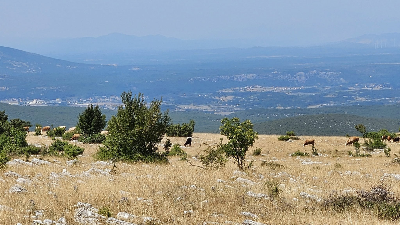 Bedrenica se širi: Potvrđena još četiri nova slučaja u županiji