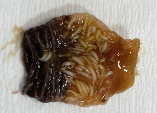 Fotografija 5 - Znanstvenice s Ruđera dešifrirale genetsku tajnu parazita iz Krke koji 'usisava' teške metale