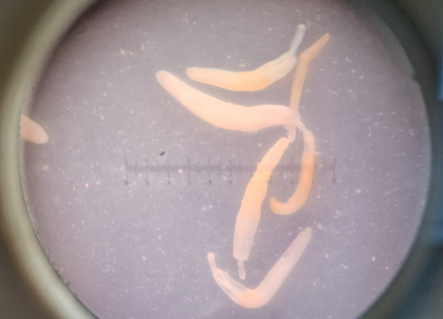 Fotografija 4 - Znanstvenice s Ruđera dešifrirale genetsku tajnu parazita iz Krke koji 'usisava' teške metale