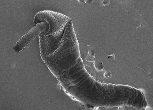 Fotografija 2 - Znanstvenice s Ruđera dešifrirale genetsku tajnu parazita iz Krke koji 'usisava' teške metale