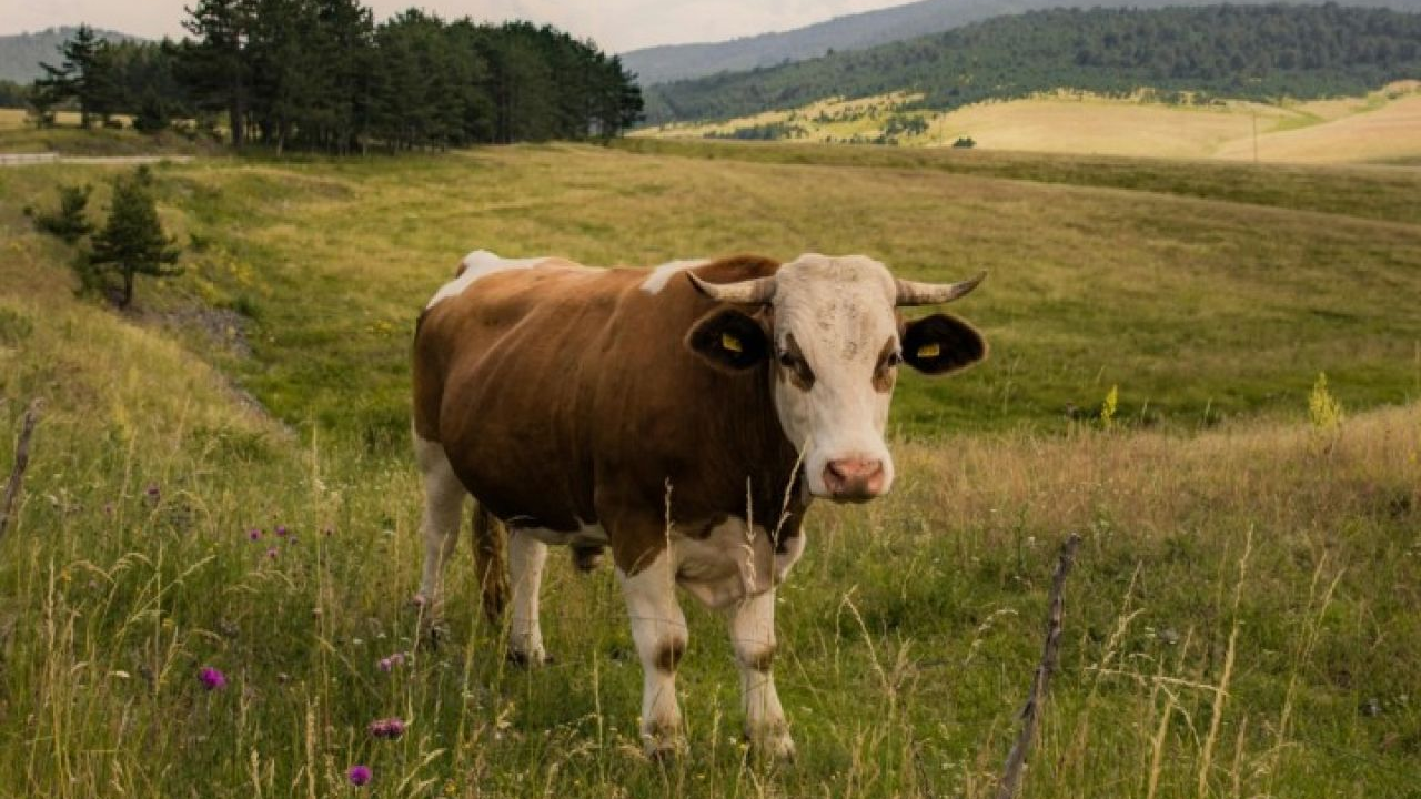 Održana sjednica Stožera civilne zaštite Šibensko-kninske županije zbog pojave bedrenice