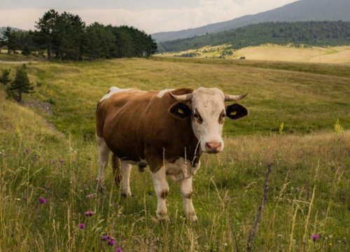 Održana sjednica Stožera civilne zaštite Šibensko-kninske županije zbog pojave bedrenice